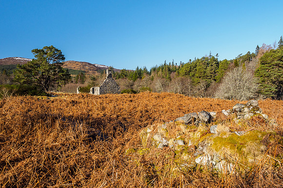 Glen Orrin