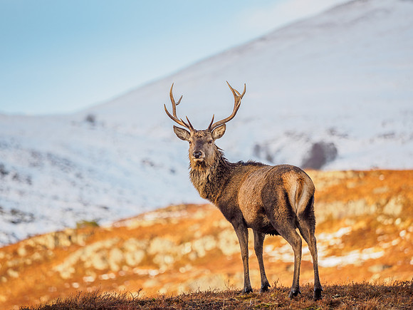 Red Deer Stag (Cervus elaphus)