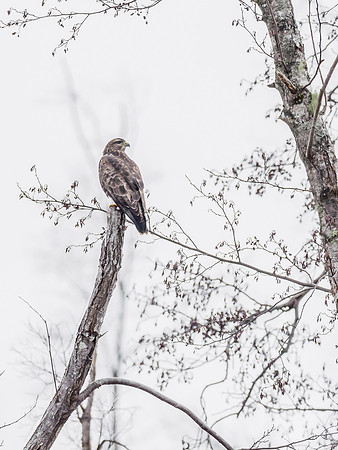 Common Buzzard (Buteo buteo)