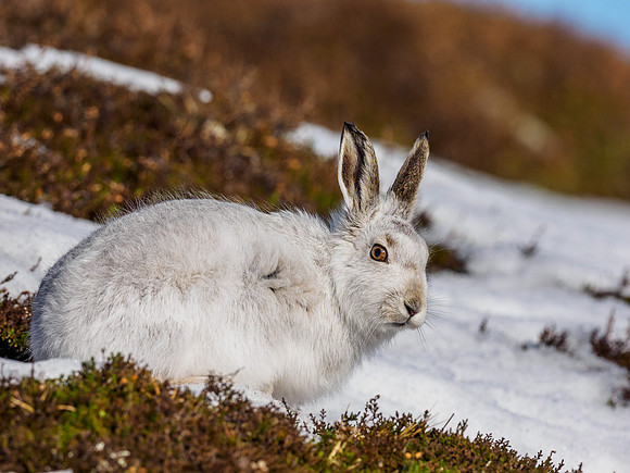 Mountain Hare (Lepus timidus)