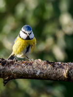 Blue Tit (Cyanistes caeruleus)