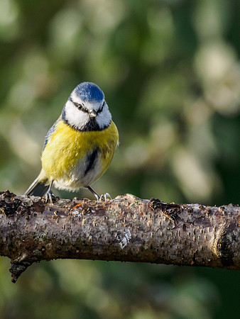 Blue Tit (Cyanistes caeruleus)