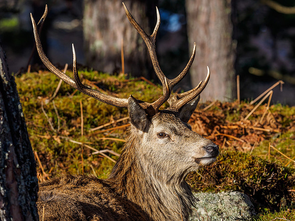 Glen Cannich Stags