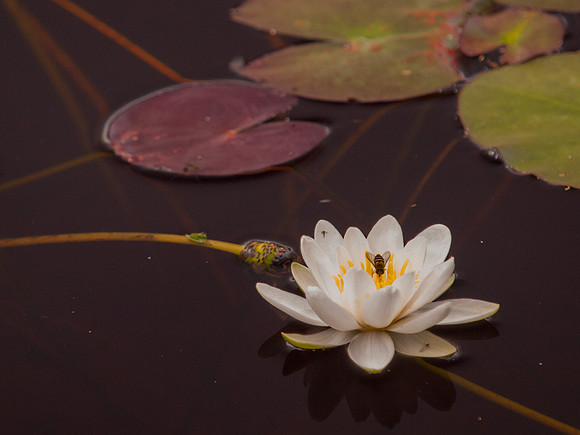 Water Lily