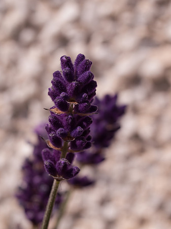 Garden Flower Close-up