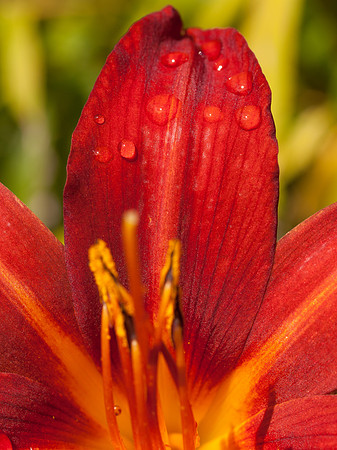 Garden Flower Close-up