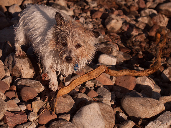 Urquhart Bay Wood