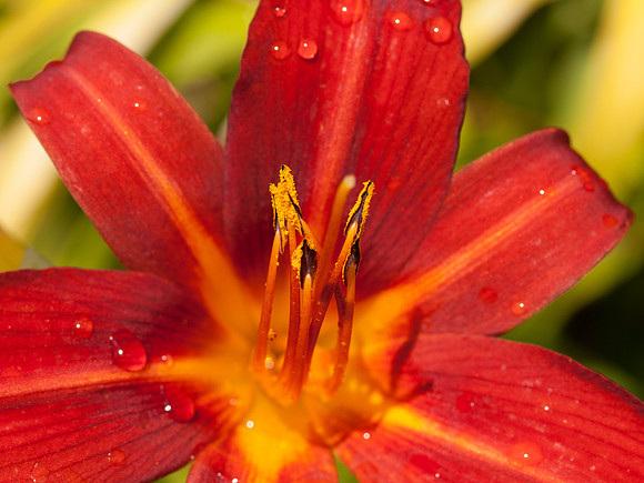 Garden Flower Close-up