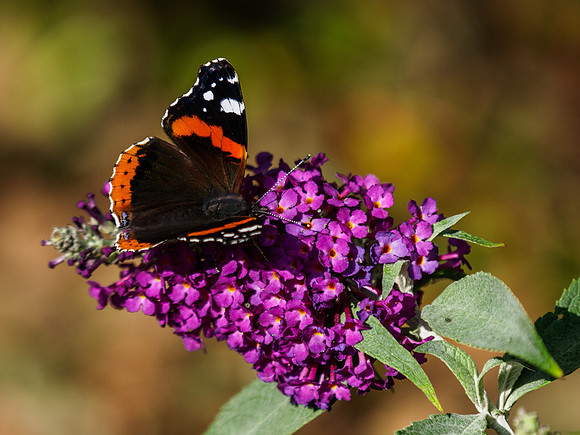 Red Admiral 2