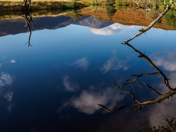 Dead Trees Reflection 3