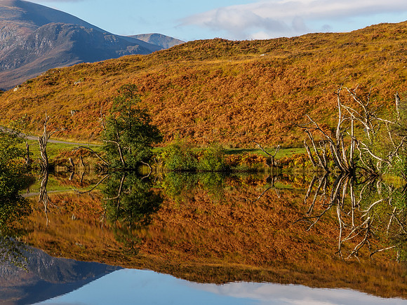 Dead Trees Reflection 1