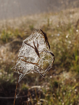A spider's Hard Work 2