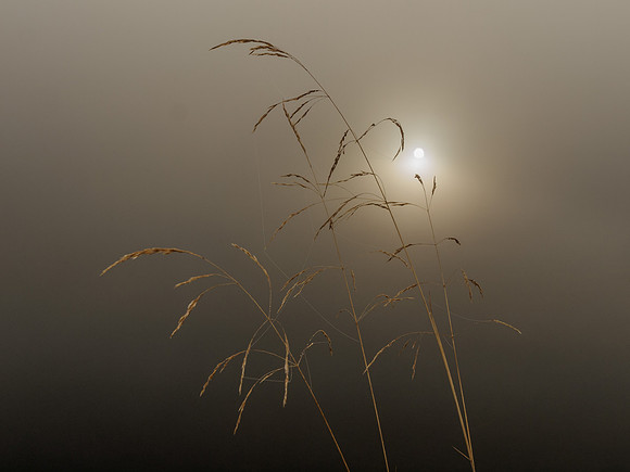 'Arty' Grass Shot