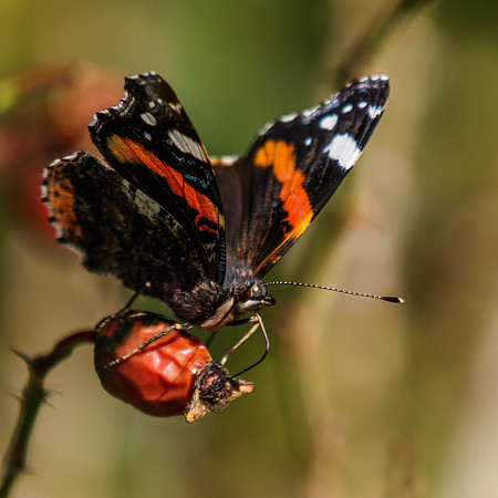 Red Admiral 4
