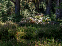 Woodland Scene 3