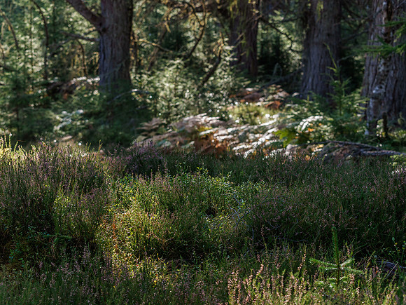 Woodland Scene 3