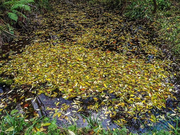On Golden Pond