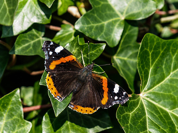 Red Admiral 3