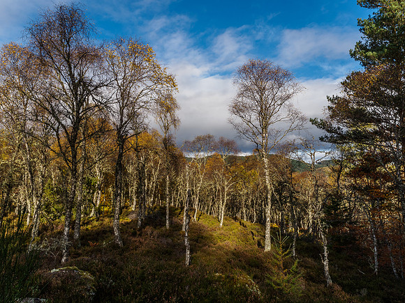 20141024-Eskadale Burn-RA246194