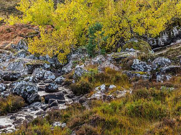 Aspen Fall 2