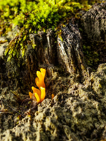 Yellow Stagshorn Fungi
