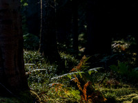 Woodland Scene 2