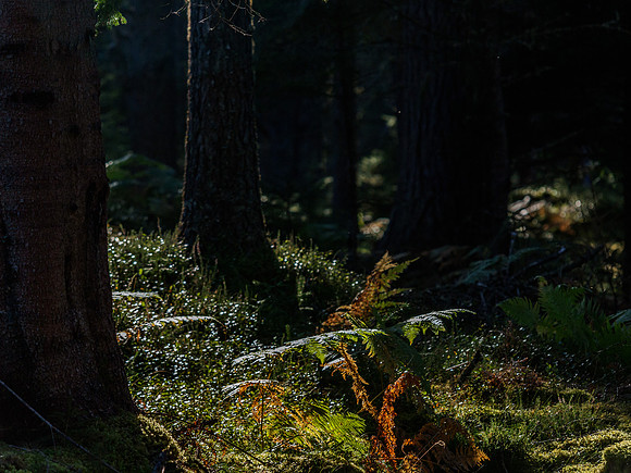 Woodland Scene 2