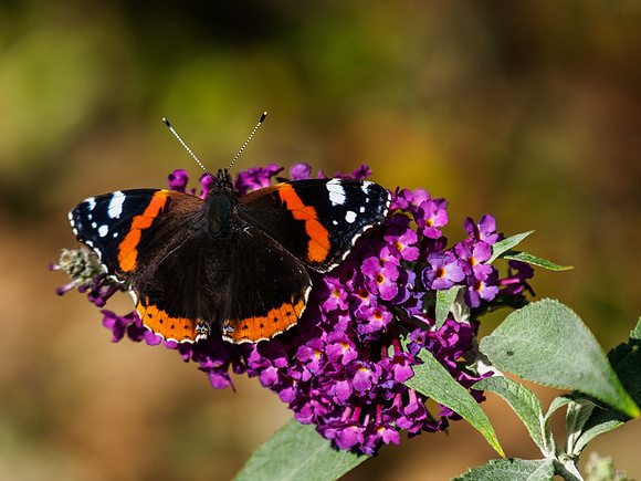 Red Admiral 1