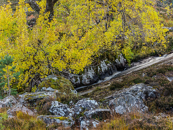 Aspen Fall 1