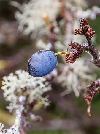 Sloe