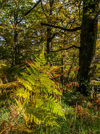 Autumn Bracken 2