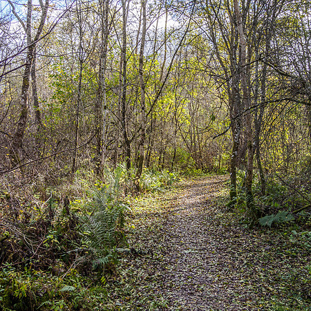 20141023-Urquhart Bay Wood-VA231003