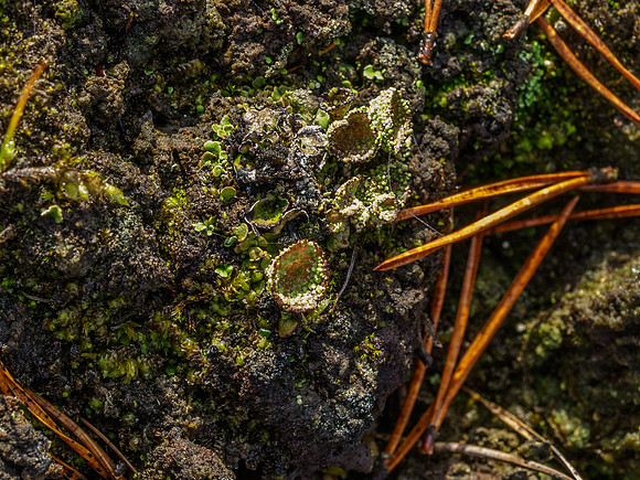 Glen Affric Lichen