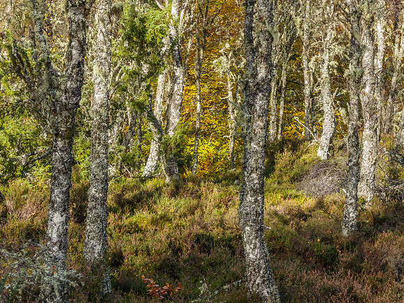 20141024-Eskadale Burn-RA246196