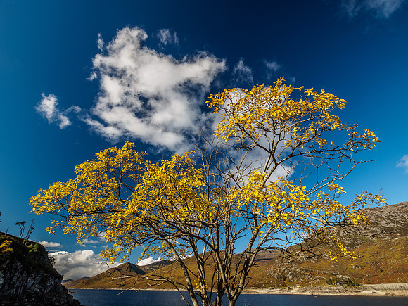 Goat Willow Colour