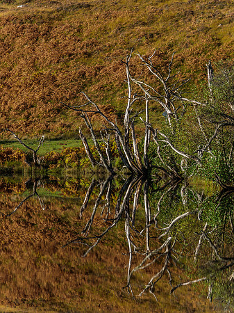 Dead Trees Reflection 2