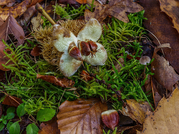 20141024-Eskadale Burn-RA246191