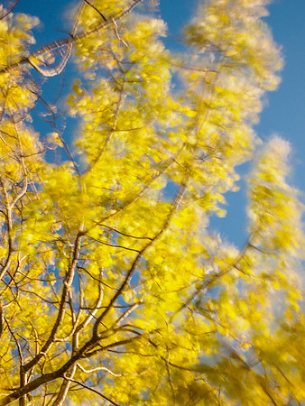 Aspen Blur 1
