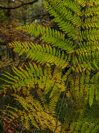 Autumn Bracken 1