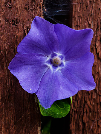 Periwinkle