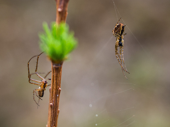 Spiders on Larch
