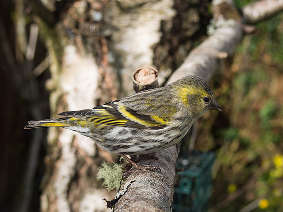 Siskin