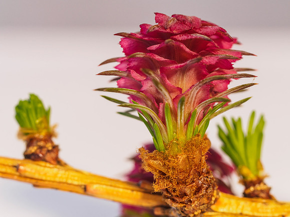 Larch Flowers 1