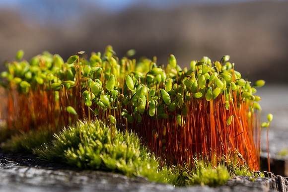 Mad Moss Macro