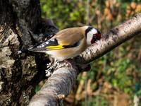 Goldfinch 1