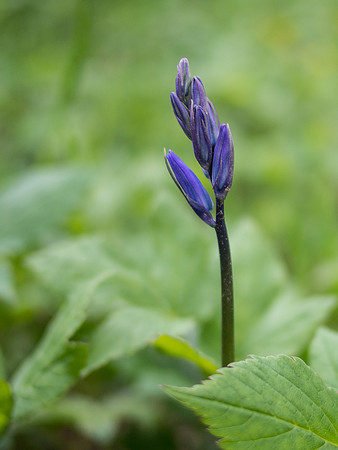 First Bluebell Flower