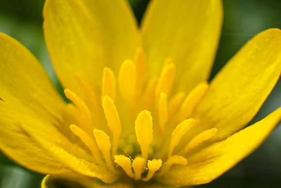 Lesser Celandine Close-up