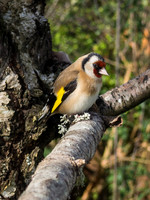 Goldfinch 2
