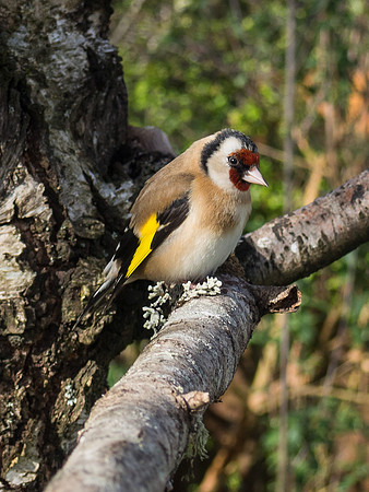 Goldfinch 2