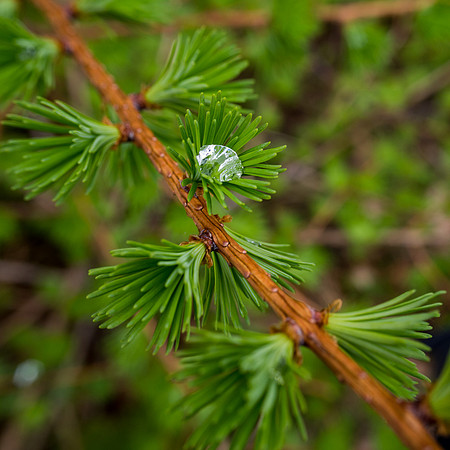Larch Droplet